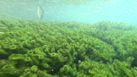 underwater scene with plants and clear water