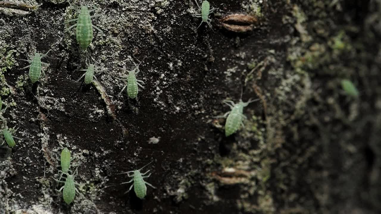 Green aphids walking up and down a plum tree trunk.