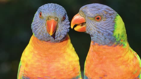 two rainbow lorikeets interact closely, vibrant feathers illuminated by natural sunlight, shallow depth