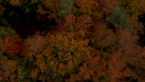 aerial footage over autumn trees, forest when leaves change color, top view of the autumn forest