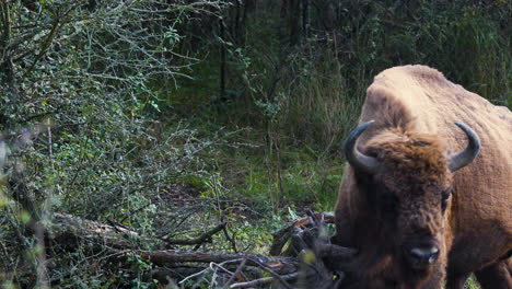 Ein-Europäischer-Bisonbulle,-Der-Auf-Einem-Ast-Kratzt,-Weidet,-Wald,-Tschechien