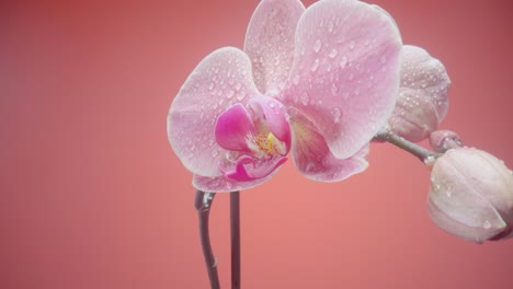 orquídea rosa con gotas de agua
