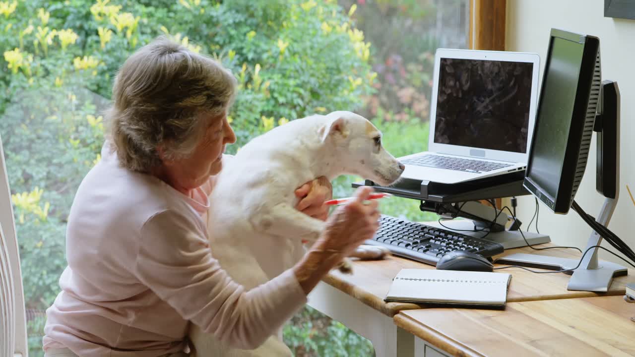 고령 여성이 개 4k와 함께 놀고 있습니다.