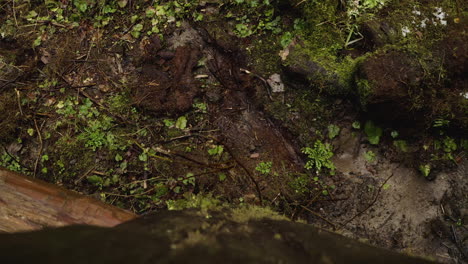 Hoh-Rainforest,-Washington-State,-USA---An-Old-growth-Ecosystem-with-Moss-covered-Logs-and-Trees---Pan-Up-Shot