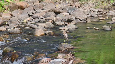 looking to the left while perched on a rock in the middle of a flowing stream, chinese pond heron ardeola bacchus, huai kha kaeng wildlife sanctuary, thailand