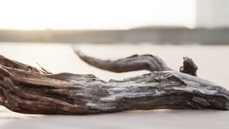 driftwood on the beach