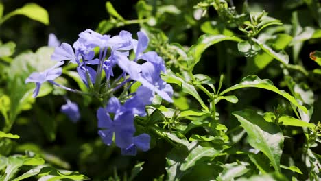 vibrant purple flowers amidst lush green foliage