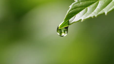 water droplet on a green leaf