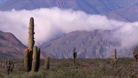 Cactus-Altos-En-Un-Valle-Entre-Montañas-Y-Nubes-En-Jujuy,-Argentina