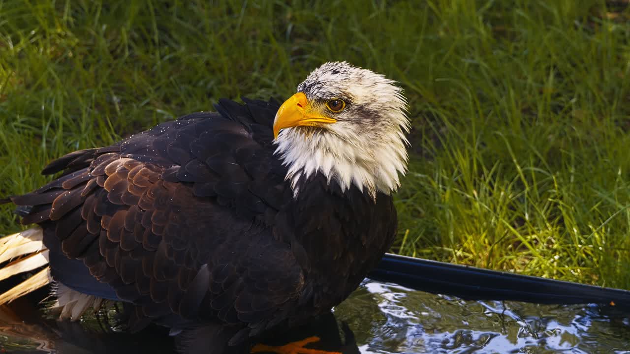 video del águila calva americana, en cámara lenta, en primer plano