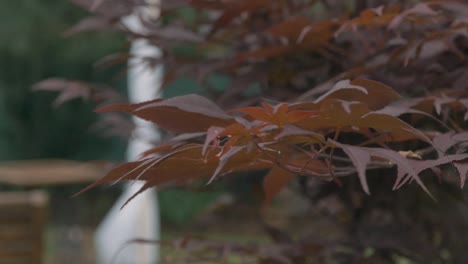 Blätter-Wehen-Im-Windbraunen-Herbst