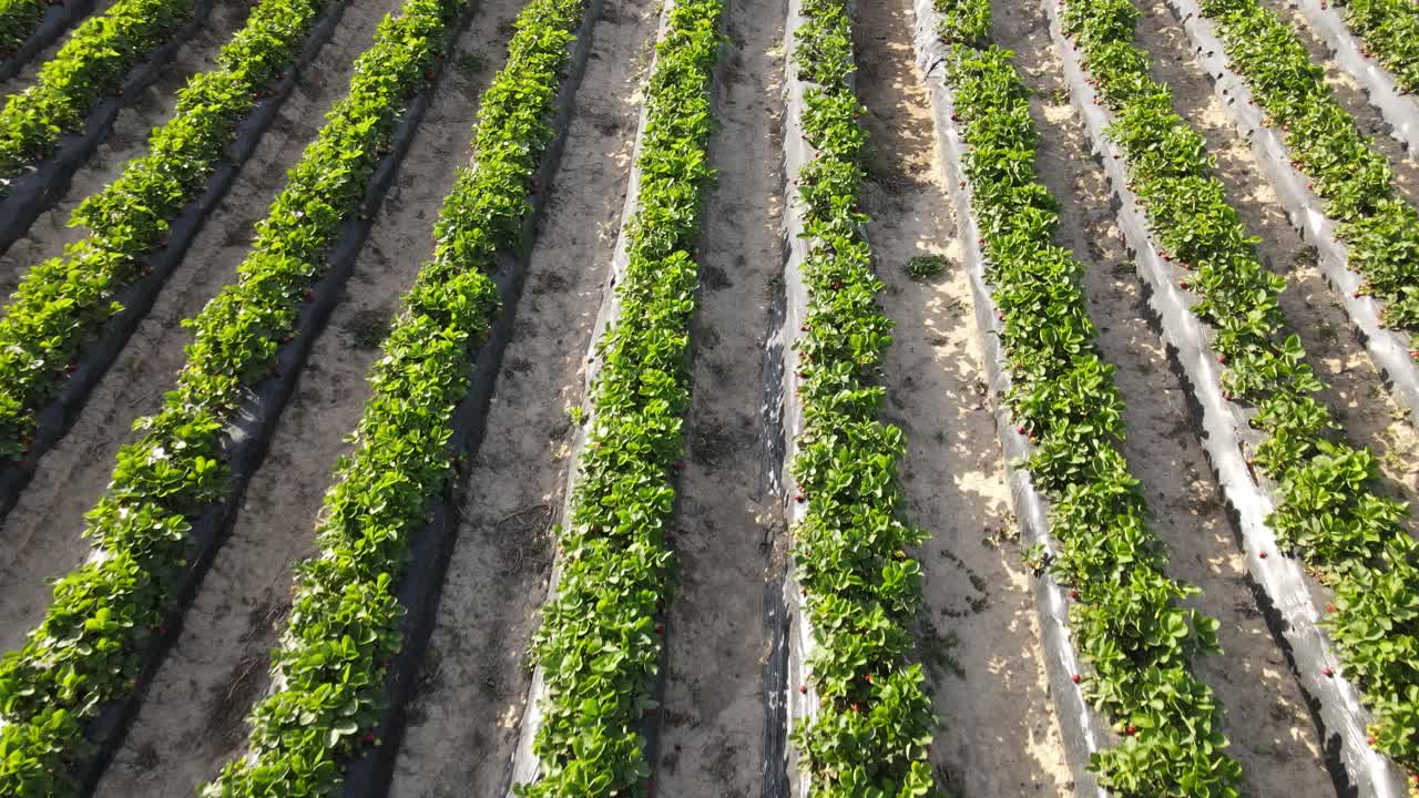 campo de fresas vista aérea