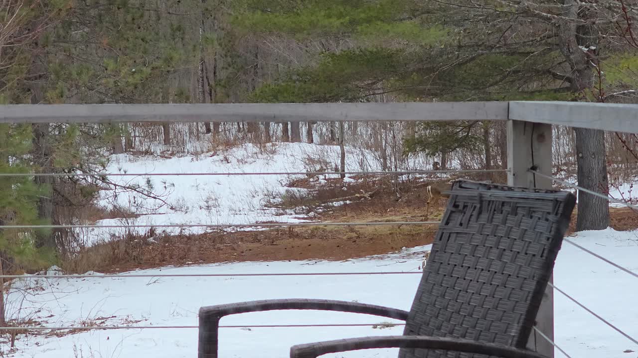 Snowy landscape in Maniwaki, Québec with a deer grazing in the distance