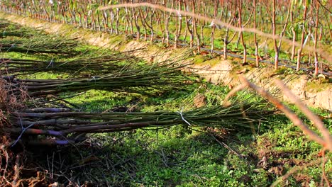 uprooted-and-collected-together-saplings