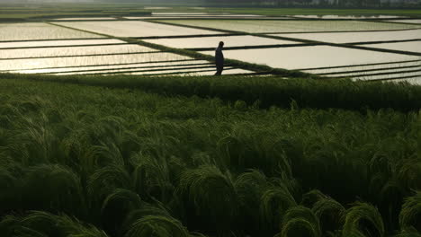 lone figure walking through rice paddies at sunrise or sunset