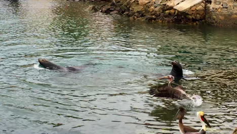 seals and pelicans in cabo san lucas