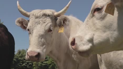 an adult bull looks over its herd of cattle as it chomps on grass