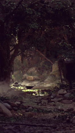 sunlight gently filters through the thick canopy of leaves in a tranquil forest