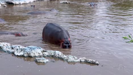 common hippopotamus (hippopotamus amphibius) walking in the river in serengeti national park, tanzania.