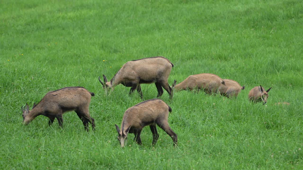 스위스 글라루스(Glarus)의 푸르른 알프스 초원에서 평화롭게 풀을 뜯고 휴식을 취하는 야생 샤무아 무리