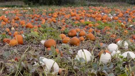 shot-of-mixed-coloured-pumpkins-in-a-farmer's-field