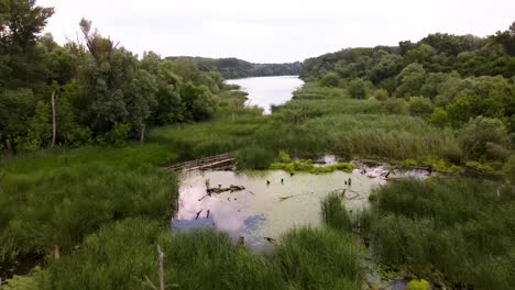 Drone-flying-above-swamp-surrounded-by-forest