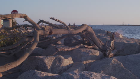 a fallen tree by the seaside