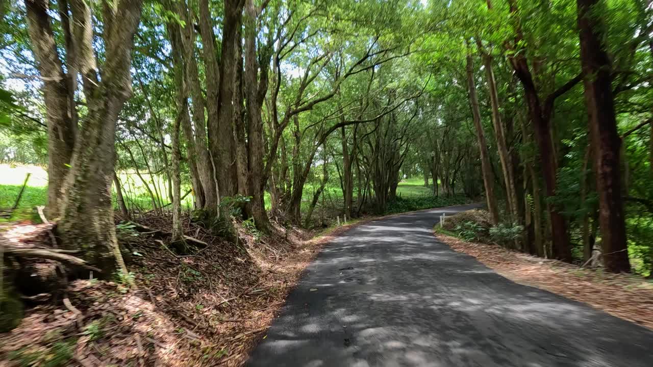 A peaceful drive along a tree-lined road in Queensland, showcasing vibrant greenery and serene natural beauty