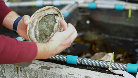 man shows anatomy and sex organ of an abalone next to tank, close-up view