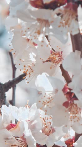 a bee flying around the almond blossom