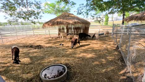 goats roam and graze in a fenced area