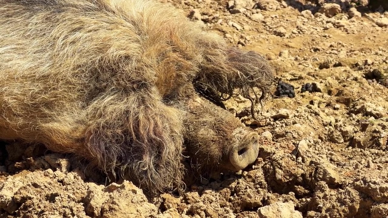 Primo piano di un maiale Mangalica o maiale lanoso, sdraiato e che riposa nel fango in una giornata di sole