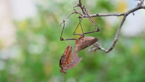 Mantis-De-Hoja-Muerta,-Deroplatys-Desiccata