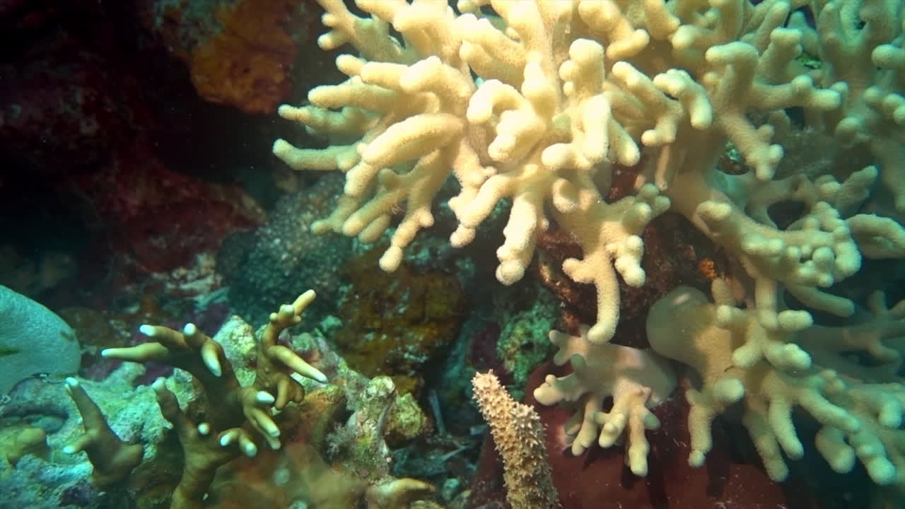 Tunicate and Sinularia coral on tropical reef.