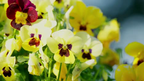 Close-up-of-Viola-plants-in-hanging-basket-in-springtime