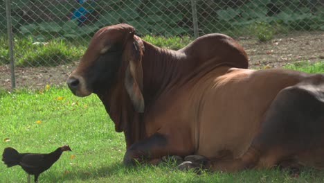 beautiful brown large brahman cattle cow sits in a grassy fenced pasture during the day, as a chicken approaches