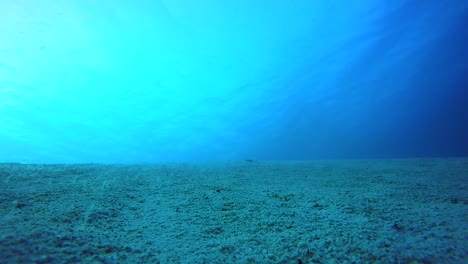 sandy seabed in the red sea