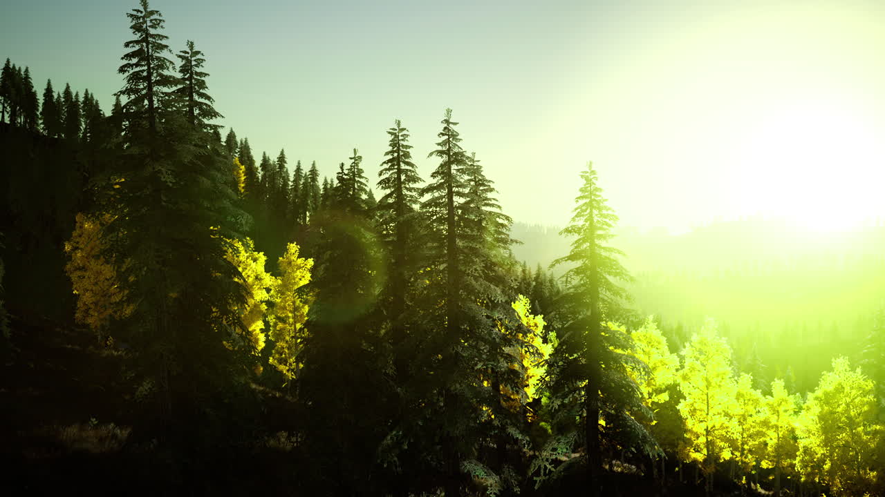 Sunlight illuminating a dense forest landscape during early morning hours