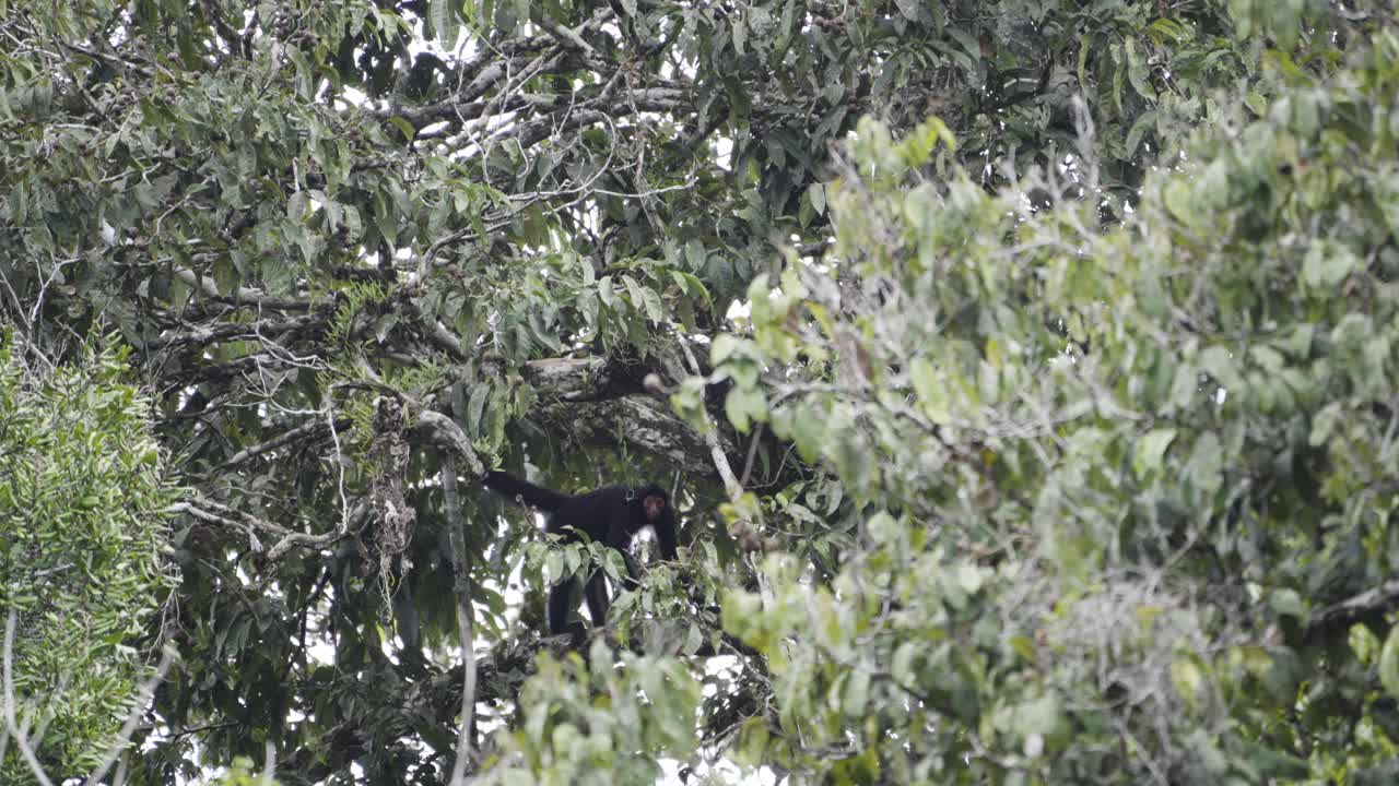 Wild Spider monkey in the tree tops
