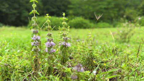 una escena maravillosa de la temporada de primavera y verduras a base de hierbas té saludable agricultura de plantas silvestres orgánicas granja en el prado en el pasto en el bosque de hyrcanian en irán reserva natural paisaje escénico natural