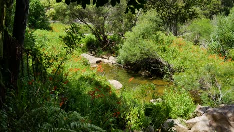 toma amplia de plantas verdes idílicas con un arroyo tranquilo en el jardín botánico durante el día soleado - nueva zelanda, kerikeri