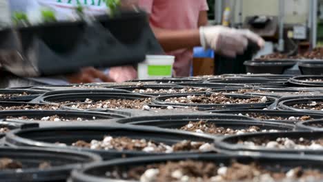 Lining-up-rows-of-flower-pots-with-potted-soil-and-no-flowers