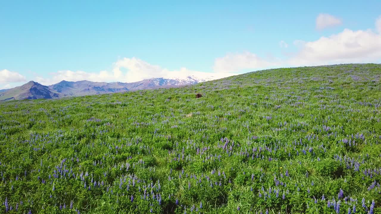 antena ascendente sobre vastos campos de flores lupinas que crecen en las montañas del sur de islandia
