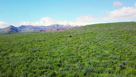 Rising-aerial-over-vast-fields-of-lupine-flowers-growing-in-the-southern-mountains-of-Iceland