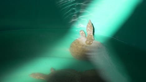 small soft shell turtle swimming in grey water tank in the sun at asian thailand fish market