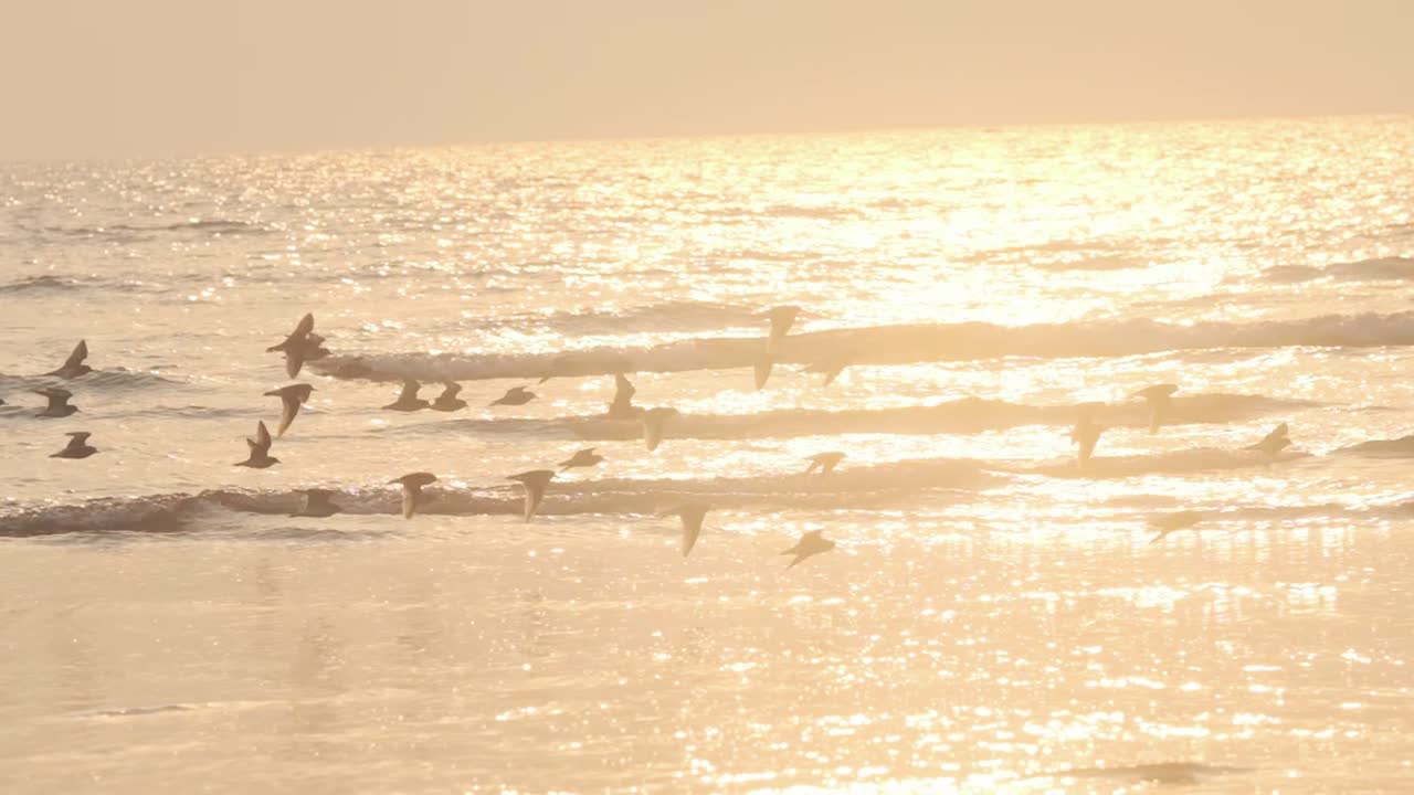 일몰 슬로우 모션에서 바다 파도 위로 낮게 날아가는 작은 물떼새 무리