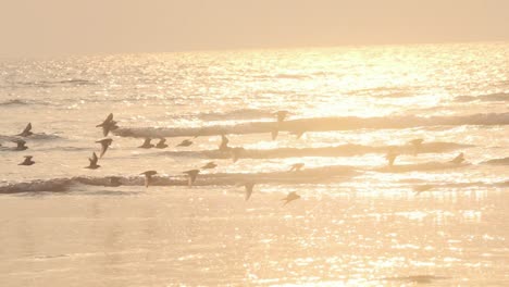 Group-of-small-plover-birds-flying-low-over-sea-waves-at-sunset-slow-motion