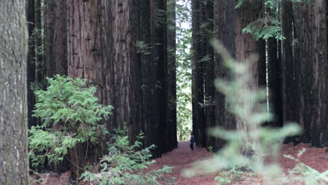 Concepto-De-Exploración---Persona-Lejana-Caminando-En-Un-Bosque-De-árboles-Enormes-Y-Altos