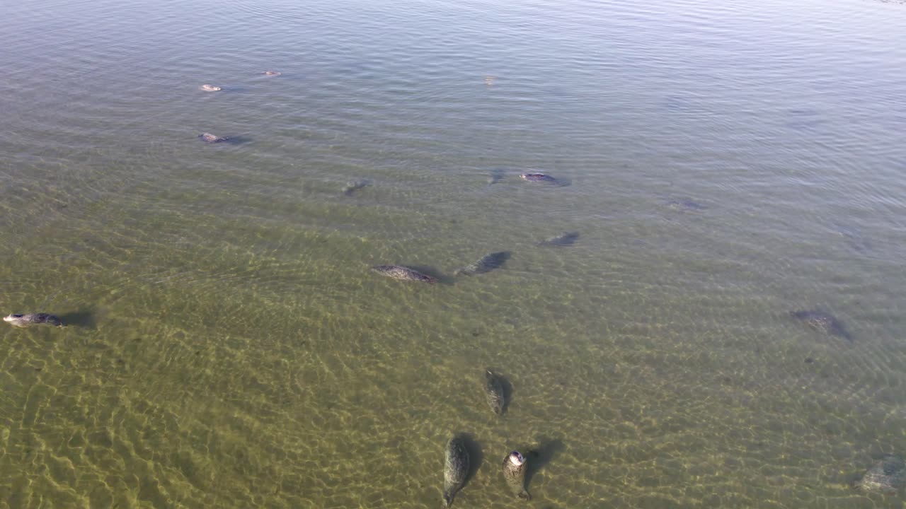 오레곤주 밴든 해변에서 바다사자를 내려다보는 4k 공중 드론