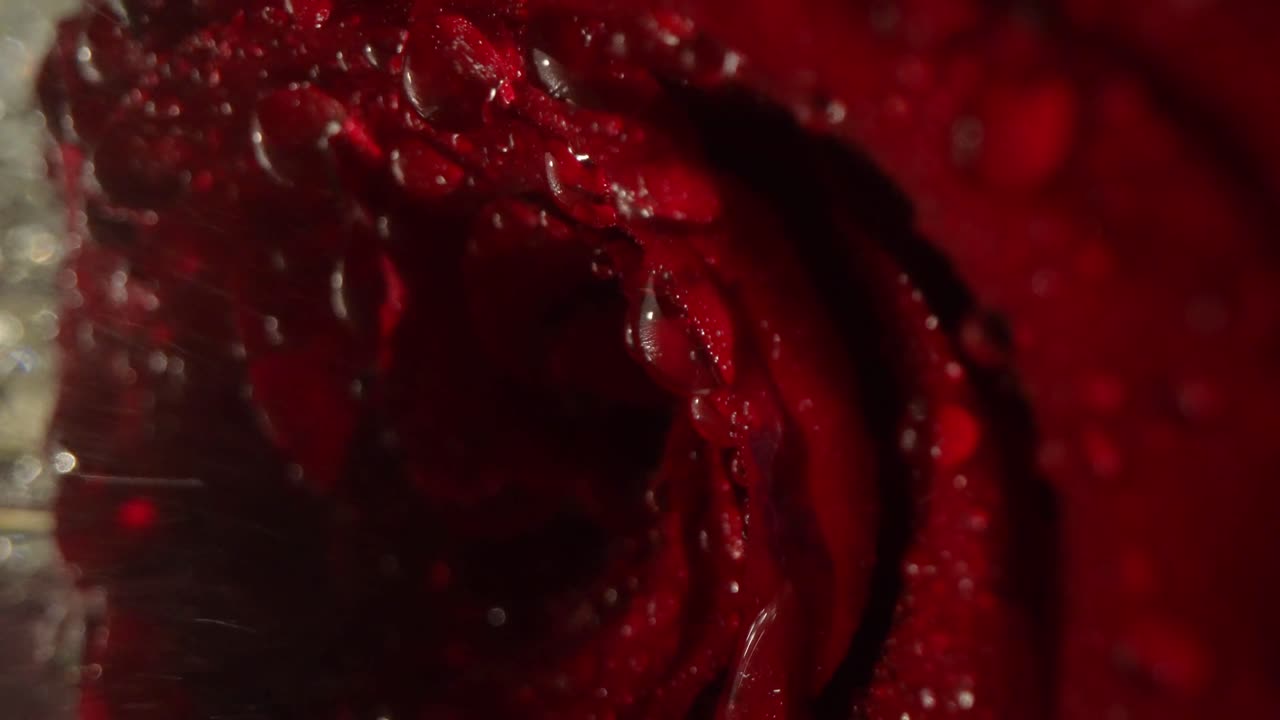 Droplets Of Water Falling From The Red Petals Of A Wet Rose Flower, Macro Shot.